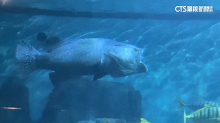 石斑換氣脫臼！　花蓮海洋公園「落下巴先生」吸睛