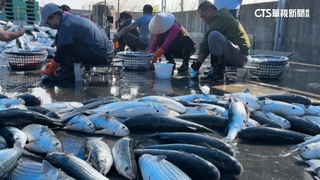10秒一條！　雲林烏魚子產季到　加工班分組剖肚.取卵