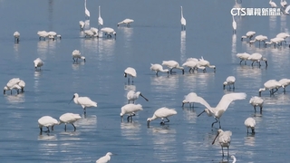 候鳥季登場！　嘉縣推賞鳥遊程　竹筏摸蛤體驗漁村生活