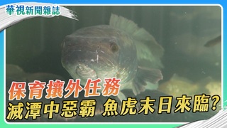 保育攘外任務 魚虎末日來臨？｜華視新聞雜誌