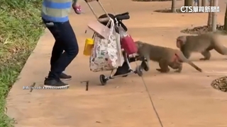 壽山動物園爆獼猴攻擊　嬰兒車誤認「餐車」　父遭扯慘摔