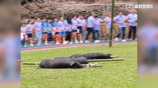 黑米祭狩獵遭質疑不當　主辦：尊重特有祭典.也會檢討