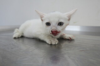 幼貓從2樓墜落上顎裂　送醫治療幸康復　還找到溫暖歸宿