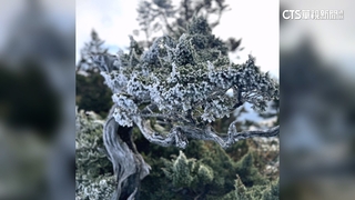 冷氣團報到！　雪霸雪山主峰零度以下.高山植物結霜