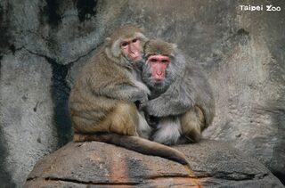 首波冷氣團來襲　動物們抱團取暖　北市動物園啟動禦寒措施