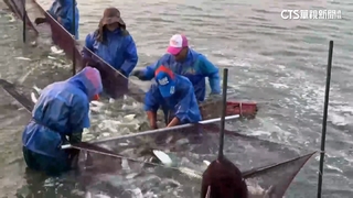 虱目魚收購價37元！　成本入不敷出漁民憂「賣一尾虧一尾」