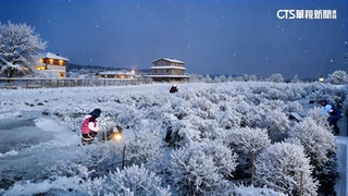 銅鑼杭菊園大變身　AI模擬一秒成北國雪景花海