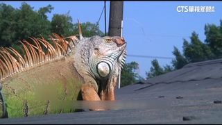 網紅質疑綠鬣蜥防治課「內定」　南市府：公平公開