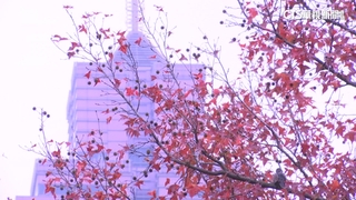 「零度線」恐壓境！週六-下週二可能達強烈大陸冷氣團