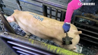 「豬刺印」1隻抽15元？　肉品市場駁：溯源非稅收