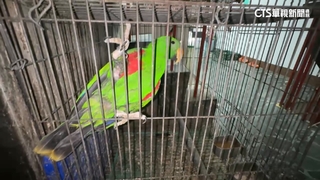 住家養10對鸚鵡！　鄰居崩潰檢舉.飼主挨罰2千元