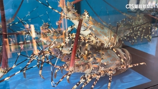 天冷吃鍋！嘉義客製豪華鍋　活跳跳龍蝦端上桌