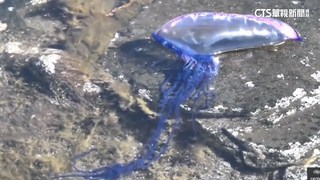 富山沙灘驚見岸上大批「僧帽水母」　毒性高小心別碰！