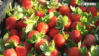 氣候蟲害減產5成　草莓每公斤零售價飆破千元