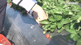 草莓農研發離地排水氣「移地種」　收益高1.6倍