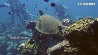 小琉球珊瑚礁生態遭衝擊　監院糾正海委會等4機關