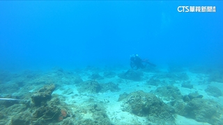 小琉球珊瑚礁生態遭衝擊　監院糾正海委會等4機關