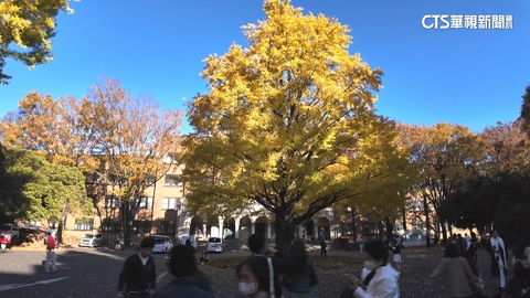 探訪日本銀杏祕境！機酒翻倍漲　達人親授省錢妙招