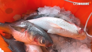 百萬入袋！首批野生烏魚進港　狠撈2500尾均重6斤