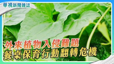 保育攘外任務 餐桌行動翻轉危機｜華視新聞雜誌