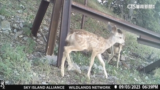 川再蓋圍牆堵非法移民　動保憂野生動物滅絕