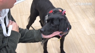 台中4警犬緝毒.偵爆建功無數　屆齡退役