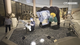 台中科博館暴龍換裝　化身「海洋守護者」添趣味