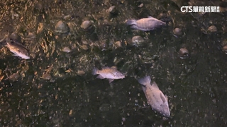 綠川耶誕燈驚見大量死魚發臭　低溫致魚群死亡