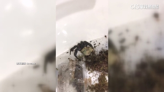 30盒「活體寄居蟹」藏椅來台　集運業者.寄貨人皆挨罰