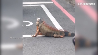 屏東綠鬣蜥氾濫　「移除課」報名秒殺　150人學當獵人