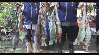 去年捕捉3.4萬隻綠鬣蜥！　屏東縣成捕獲最多縣市