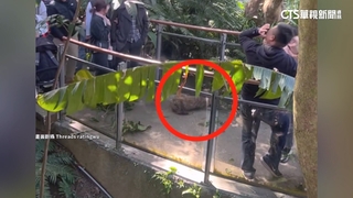 樹獺從天而降砸中遊客　動物園：雙方無大礙