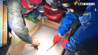 鰻苗年末大豐收！　12月捕33萬尾　漁民單日進帳212萬