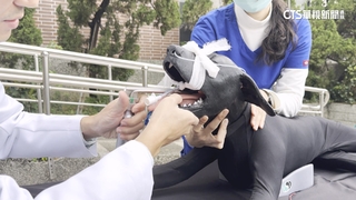 獸醫臨床練習新模式！　中興大學引進仿生動物教具