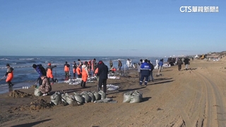 俄油輪漏油致生態浩劫　克赤海峽至少32海豚喪命