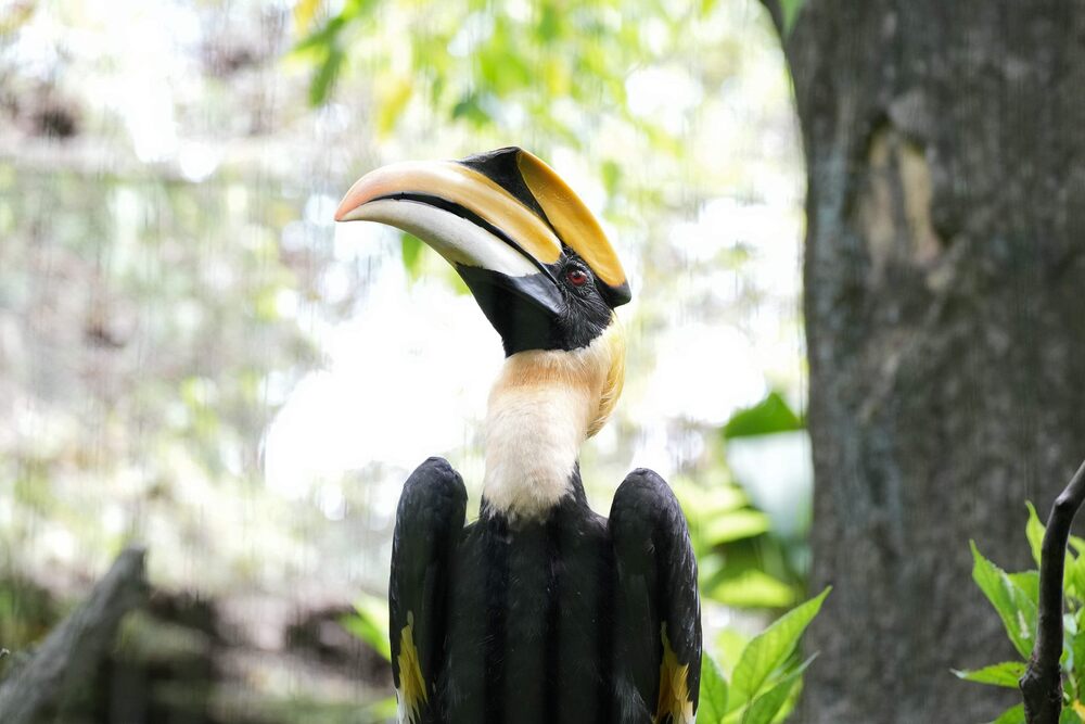 北市動物園雙角犀鳥母鳥不幸病逝　保育員將加強對公鳥關注 | 雙角犀鳥紅目 圖 / 北市動物園 提供