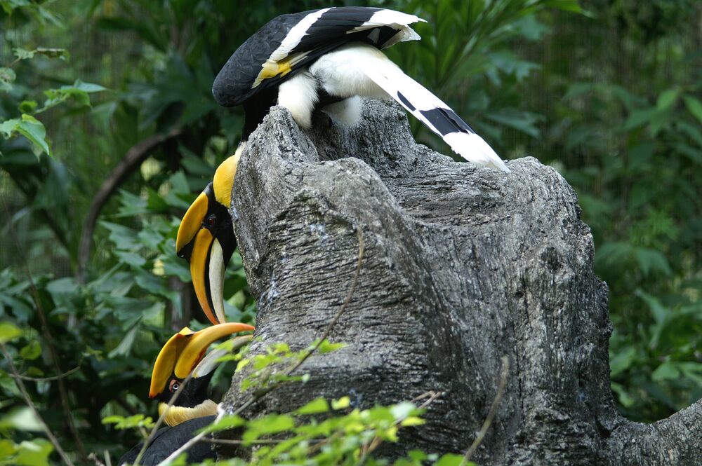 北市動物園雙角犀鳥母鳥不幸病逝　保育員將加強對公鳥關注 | 雙角犀鳥會成對生活，紅目、白目彼此互動良好、會相互餵食 圖 / 北市動物園 提供