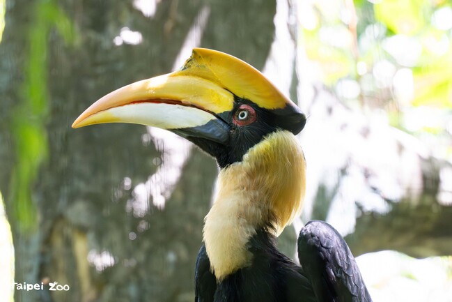 北市動物園雙角犀鳥母鳥不幸病逝　保育員將加強對公鳥關注 | 華視新聞