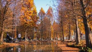 10大春節出遊景點／台中親子必打卡　落羽松、落日美景不容錯過