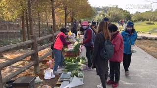 全台落羽松旋風！　遊客搶看美景　破壞生態亂象多