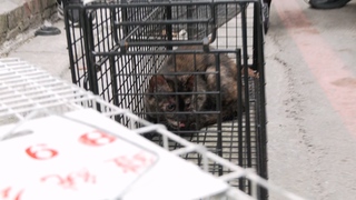 5隻小貓受困三重危樓！今成功脫困　3隻誘捕成功、2隻脫逃