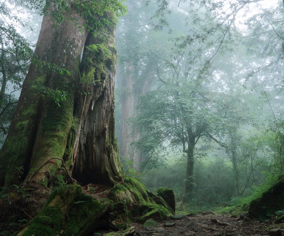 阿里山神木。圖／交通部觀光署