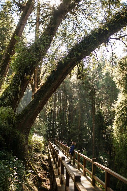 阿里山神木區。圖／交通部觀光署