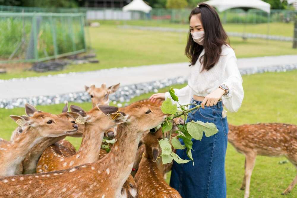 逐鹿傳說梅花鹿園。圖／交通部觀光署