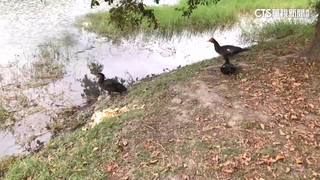 外來種「紅面鴨」危及當地生態！寶桑部落合力獵捕