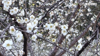 南投信義.仁愛梅花期延後　業者：氣候影響導致