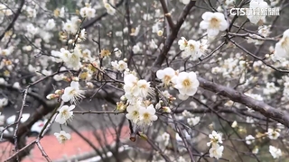 苗栗泰安雪白梅花盛開　貓貍山公園成新祕密打卡點