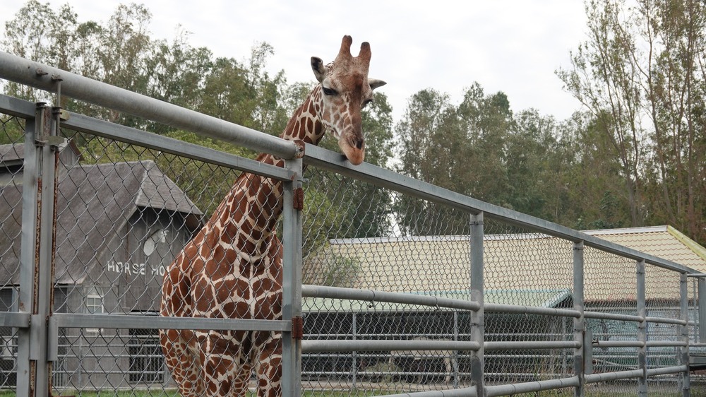 圖／頑皮世界野生動物園