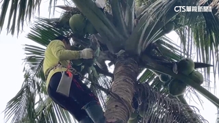 躲椰子樹上！　屏東麟洛果農採收　驚見綠鬣蜥「跳樹逃生」