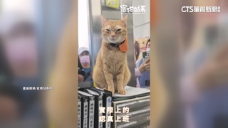 高捷.台鐵貓站長拚人氣　粉絲朝聖搶擼貓